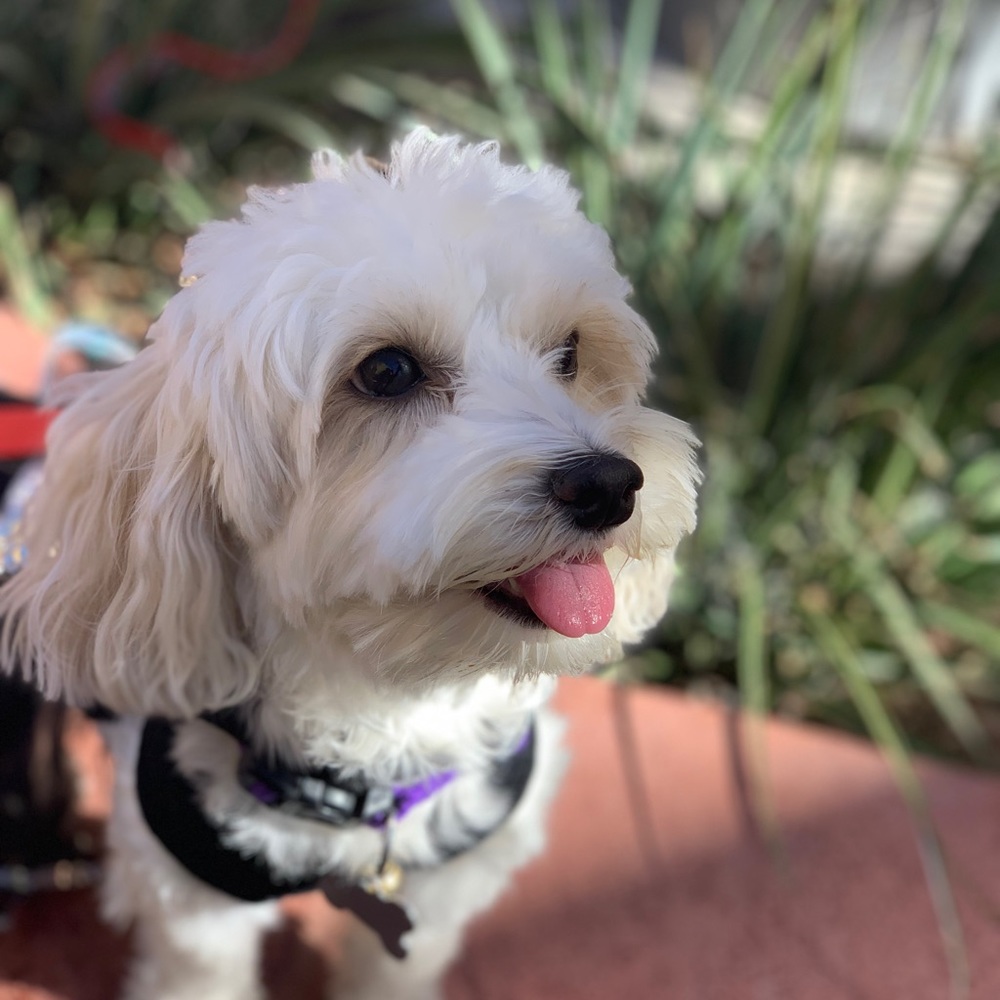 Meet your Posher, Vivian